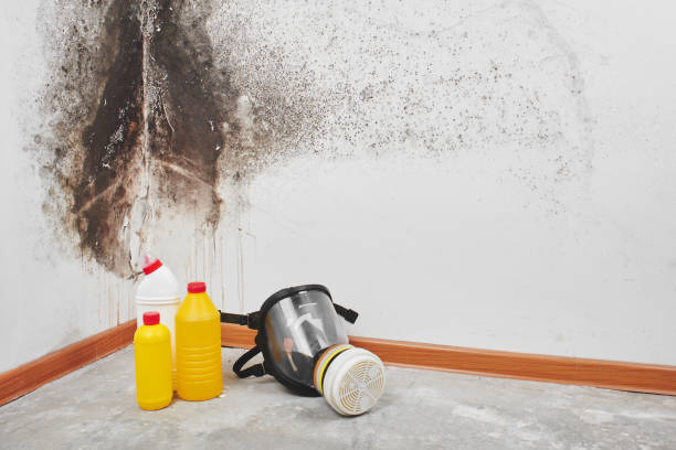 Best Home Mold Removal  in Fowler, MI