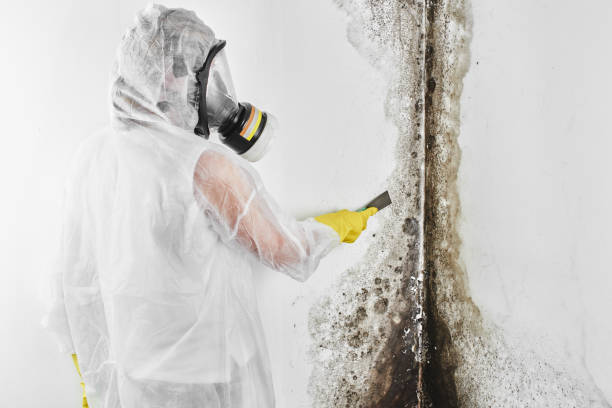 Best Certified Mold Removal  in Fowler, MI