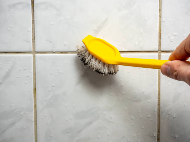 Mold Removal and Inspection in Fowler, MI