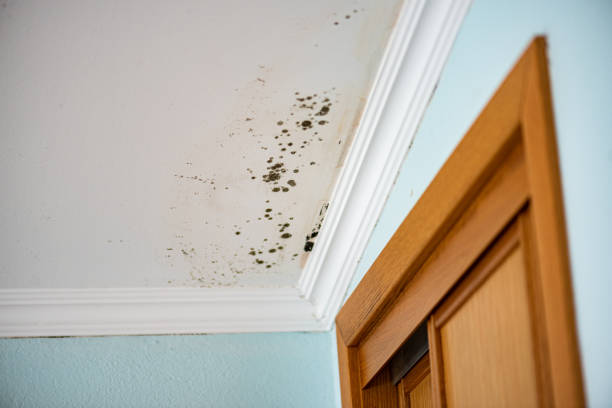 Best Professional Mold Removal  in Fowler, MI