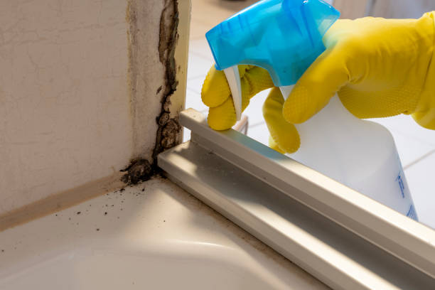 Best Best Mold Removal Companies  in Fowler, MI