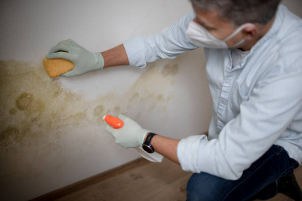 Best Water Damage Restoration  in Fowler, MI