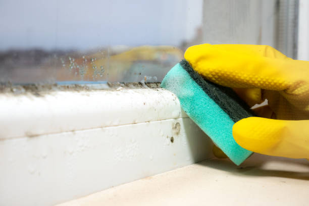 Best Fast Mold Removal  in Fowler, MI