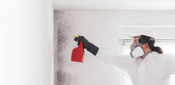 Best Residential Mold Removal  in Fowler, MI