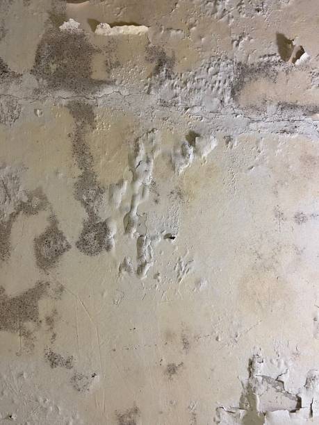 Reliable Fowler, MI Mold Removal Solutions