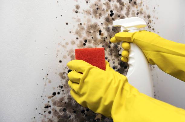 Best Water Damage Restoration  in Fowler, MI