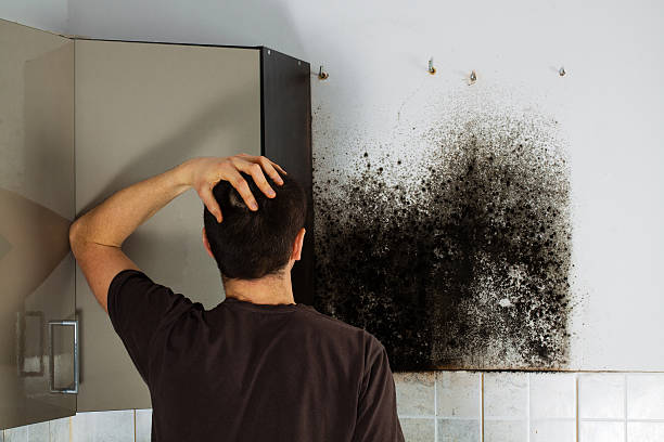 Best Emergency Mold Removal  in Fowler, MI