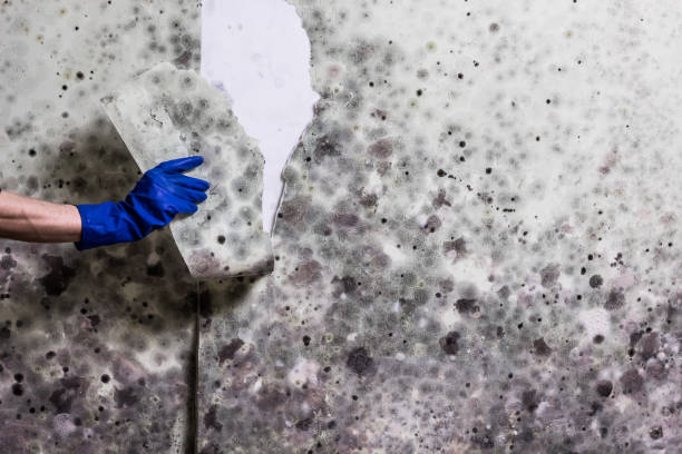 Best Black Mold Removal  in Fowler, MI