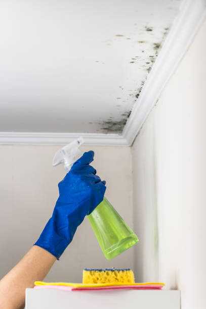Best Black Mold Removal  in Fowler, MI