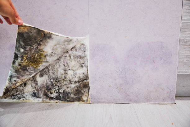 Best Fast Mold Removal  in Fowler, MI
